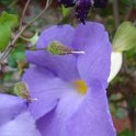 Picasa 2.7